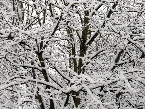 Frost, arbre, écologie, hiver, nature, branche, froid, neige, forêt