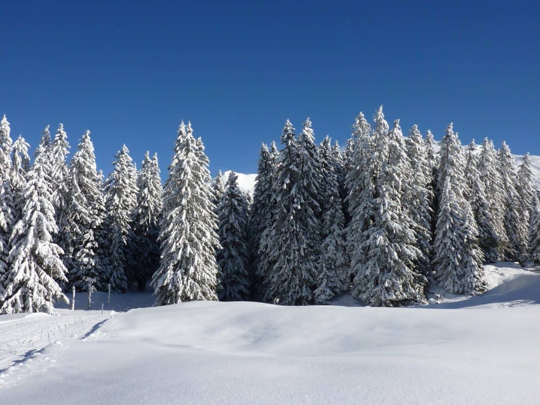snø, vinter, kalde, hill, bartre, blå himmel, frost, tre, frosset, is, fjell