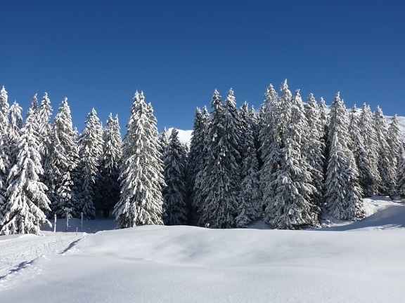 snow, winter, cold, hill, conifer, blue sky, frost, wood, frozen, ice, mountain