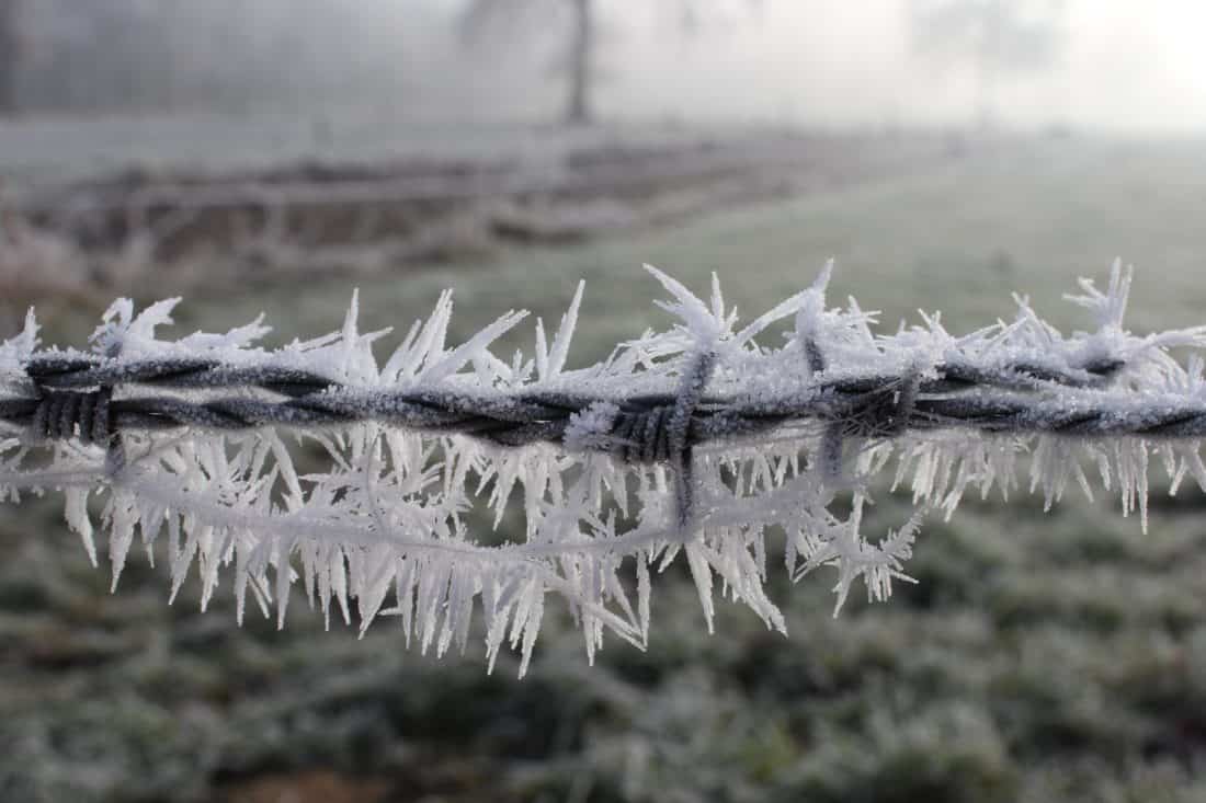 Frost, dikenli tel, doğa, kış, buz, buz, kristal, çim