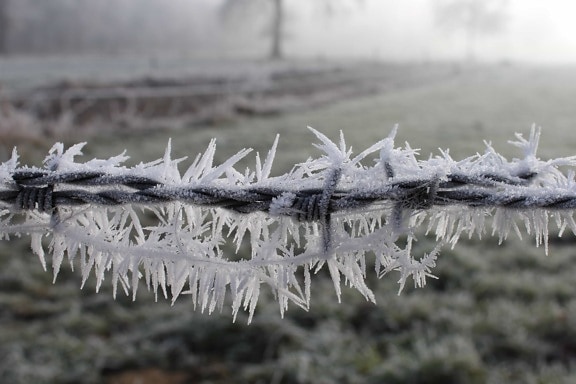 霜、有刺鉄線、自然、冬、凍結、氷、結晶、草