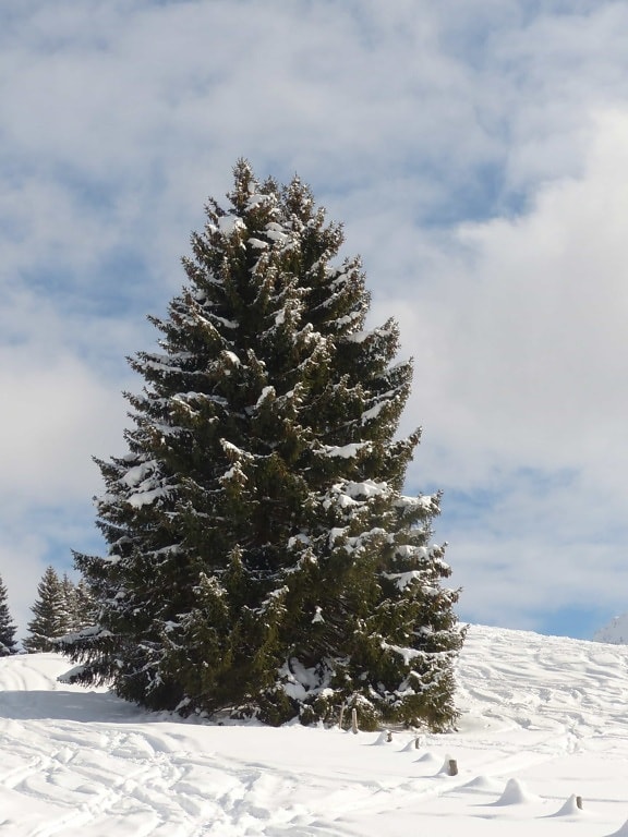 Inverno, neve, frio, conífera, colina, céu azul, paisagem, árvore, geada, evergreen