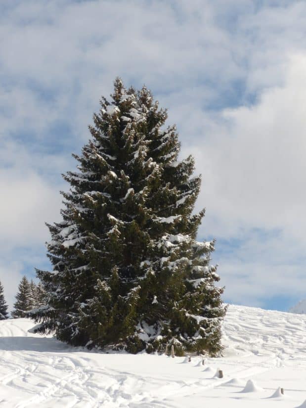 冬、雪、寒さ、コニファー、丘、青い空、風景、木、霜、エバー グリーン