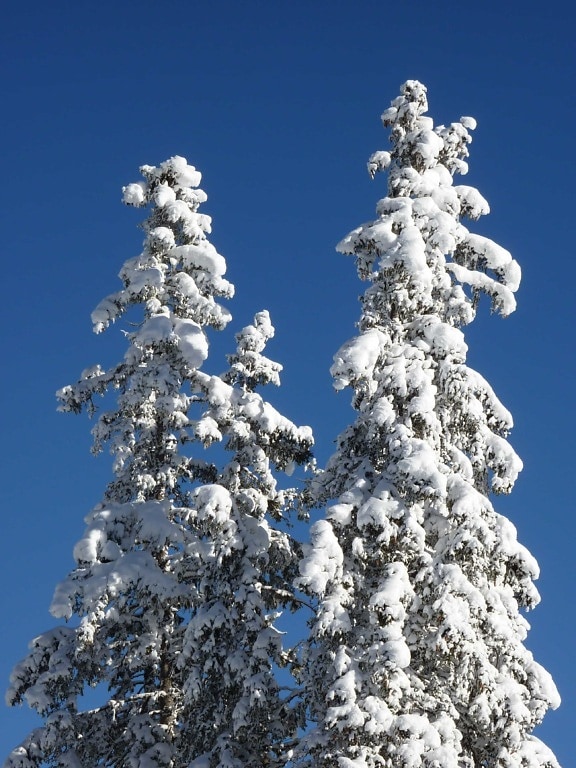 Hügel, blauer Himmel, Schnee, Nadelbaum, Klima, Winter, Frost, Baum, gefroren, Wald