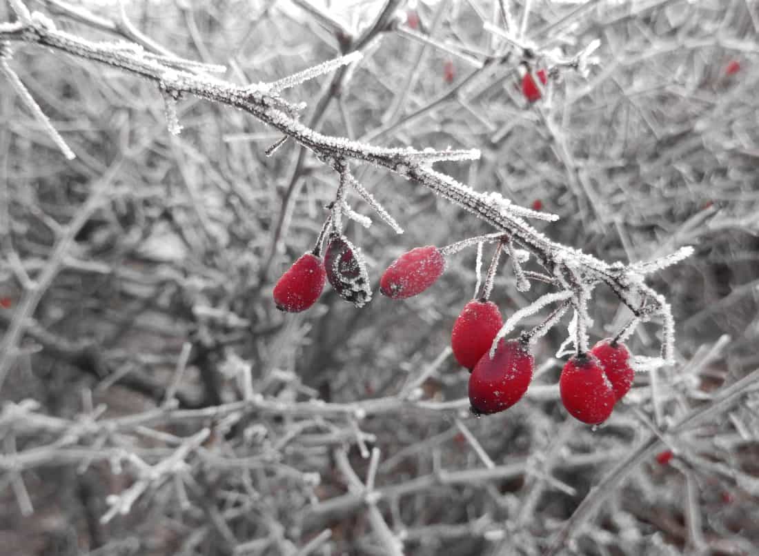 téli fagy, ág, fa, bogyó, természet, hó, gyümölcs
