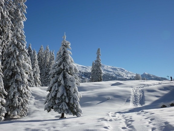 雪、冬、寒さ、丘、針葉樹、青い空、霜、木材、氷、冷凍山