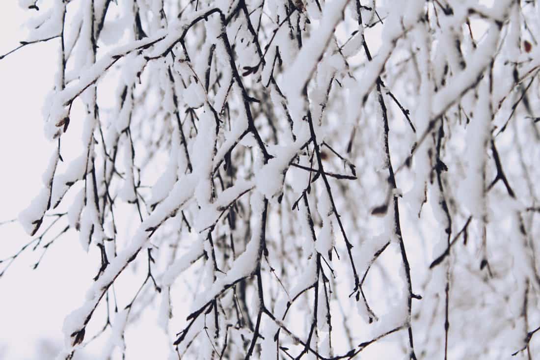 snefnug, vinter, natur, træet, sne, kolde, abstrakt, frost, gren
