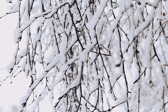 snöflinga, vinter, natur, träd, snö, kyla, abstrakt, frost, gren