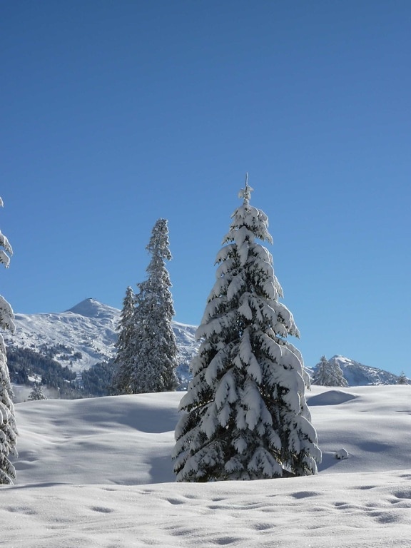 雪、冬、寒さ、霜、丘、針葉樹、青い空、氷、山、木、森林