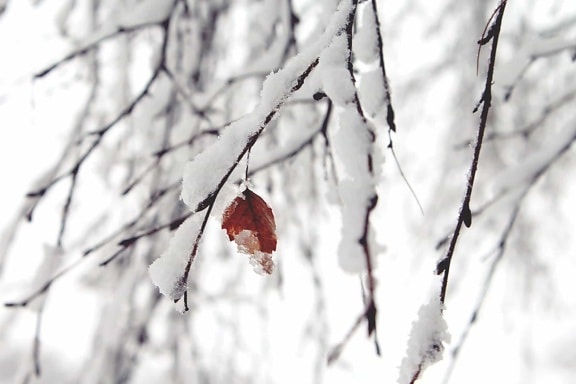 снежинка, зима, скреж, сняг, природата, листа, клон, замразени, дърво, студено