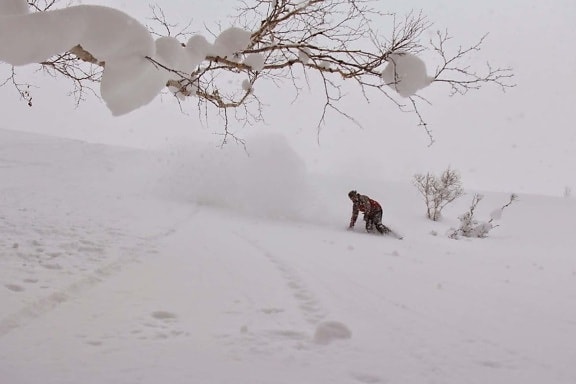 กีฬา ผจญภัย หิมะ ฤดูหนาว เย็น แช่ แข็ง น้ำแข็ง ภูมิทัศน์ สุนัข ป่า