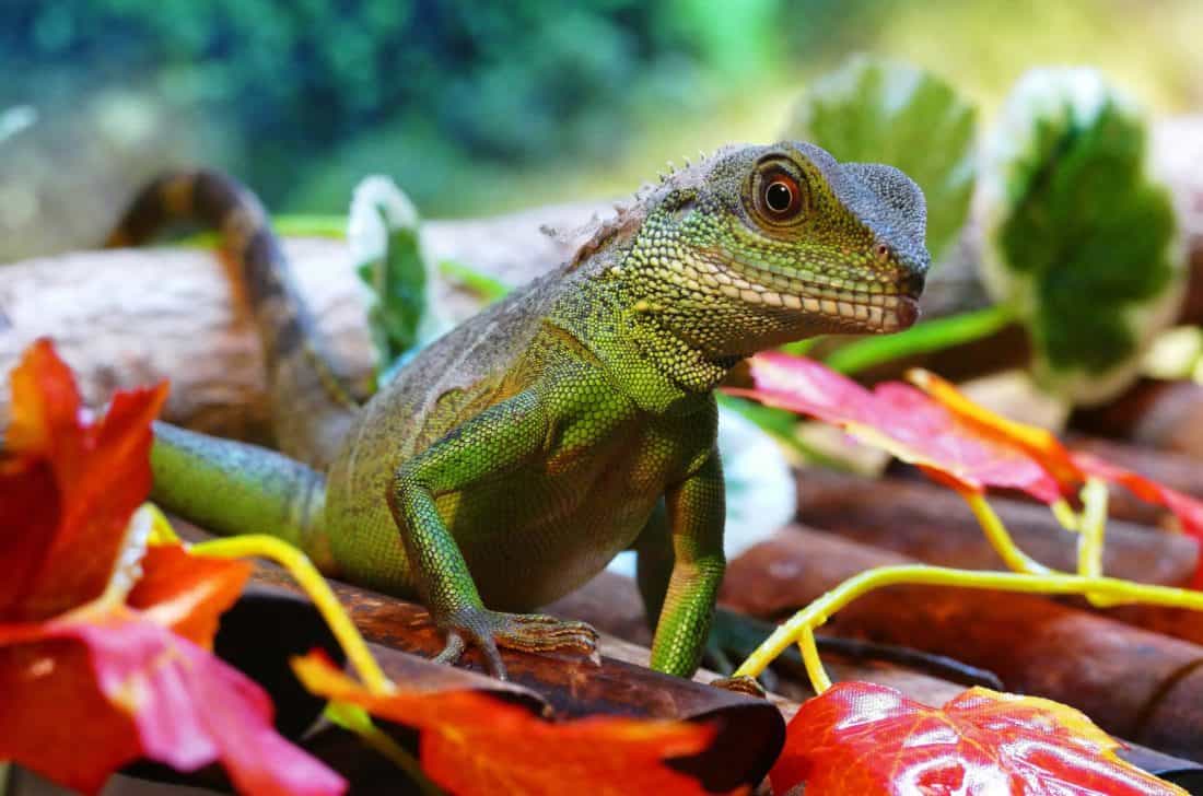nature, lizard, reptile, zoology, animal, wildlife, dragon, chameleon