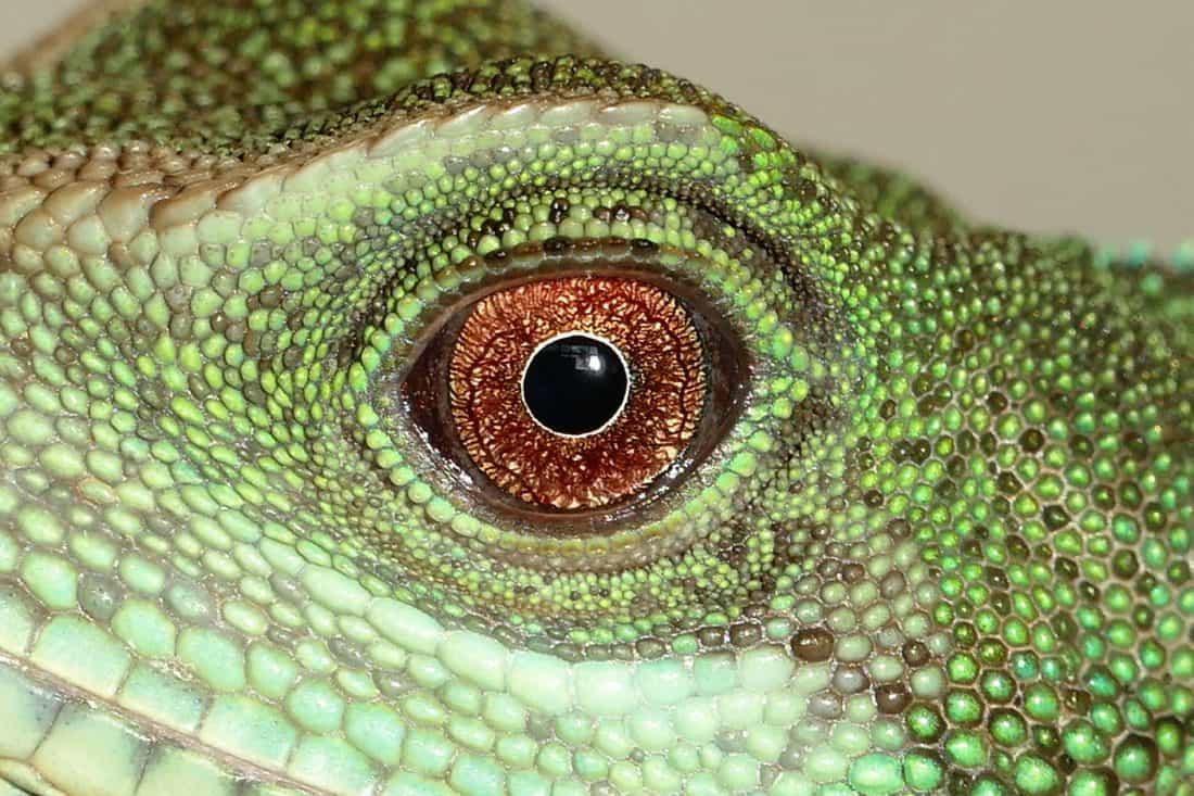 lagarto, réptil, camaleão, animal, zoologia, verde, olho