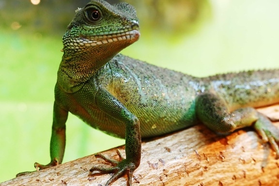 lizard, reptile, chameleon, zoology, dragon, wildlife, animal, nature