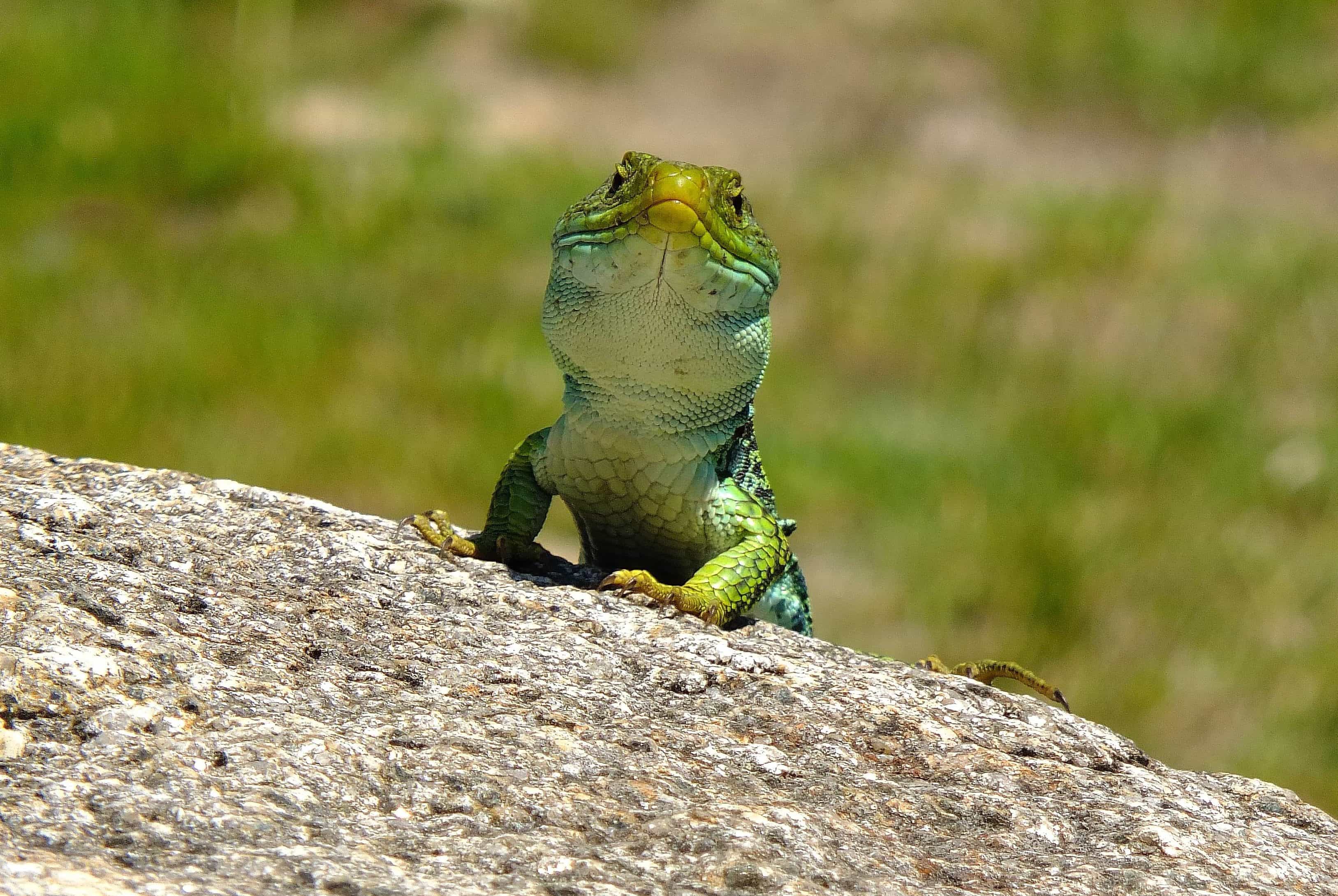 Free Picture Nature Wildlife Animal Lizard Reptile Zoology
