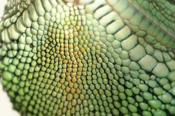texture, snake, pattern, nature, reptile, zoology, camouflage, green