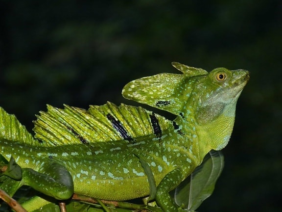 vida selvagem, lagarto, réptil, floresta tropical, réptil, camuflagem, verde