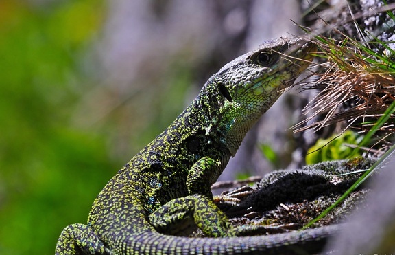 reptile, lizard, nature, wildlife, animal, wild, zoology, camouflage, chameleon