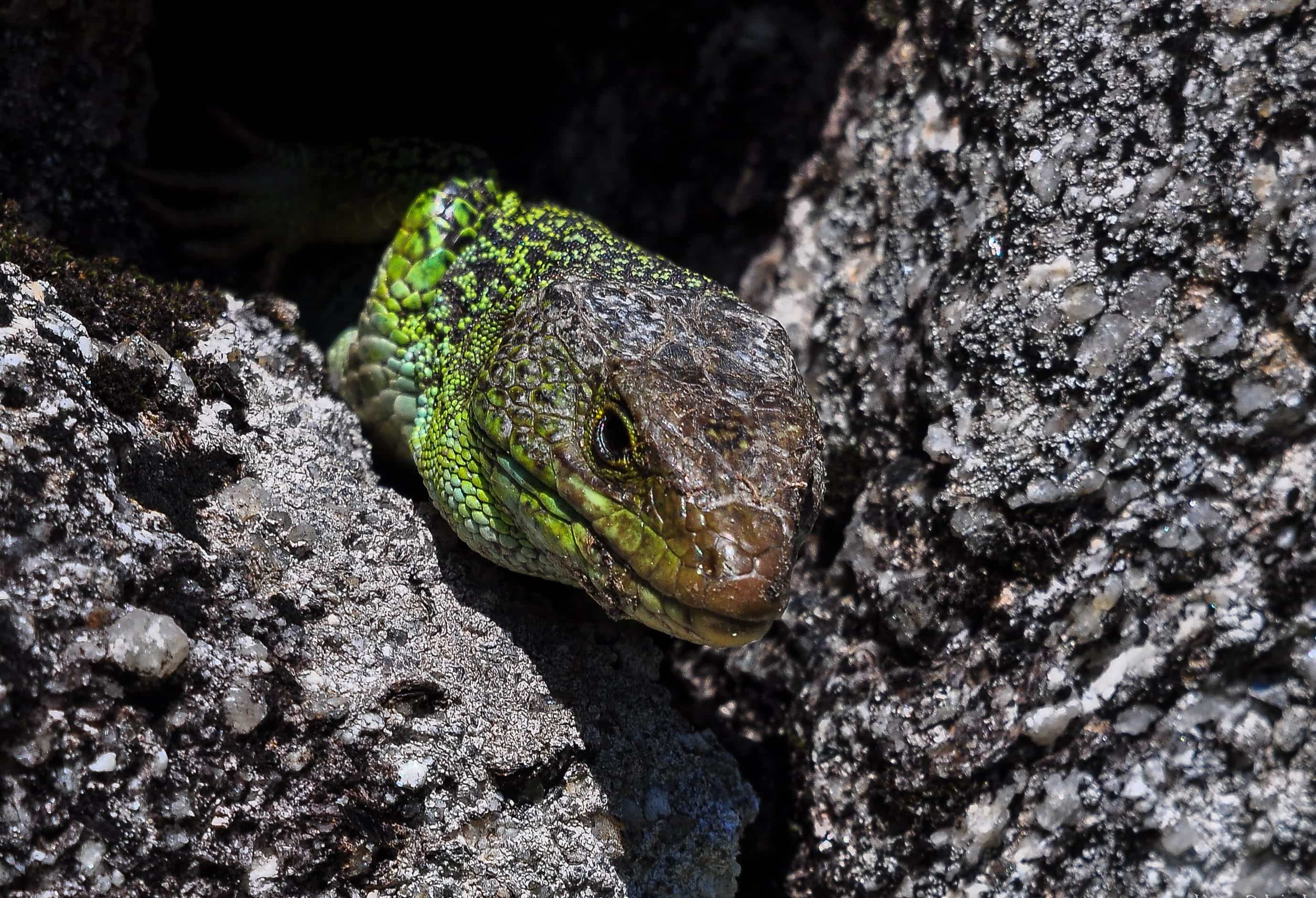 Серая ящерица 5. Лягушка это рептилия. Роль ящериц в природе. Lizard (Camouflage). Брачный период ящериц в природе.