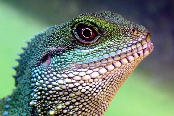 lizard, reptile, wildlife, nature, camouflage, dragon, eye