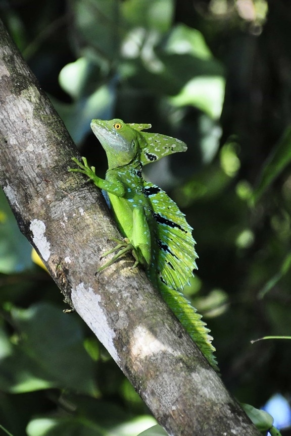 reptile, lizard, tree, zoology, camouflage, wildlife, rainforest, nature