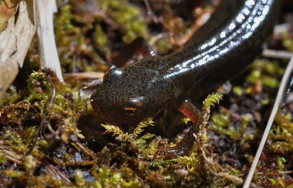amphibian, nature, reptile, wildlife, ground, wilderness, salamander, moss