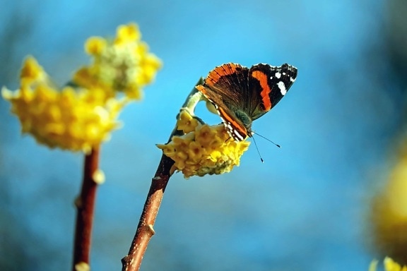 Метелик, природи, Комаха, квітка, Безхребетні, дикої природи, літній, тварин
