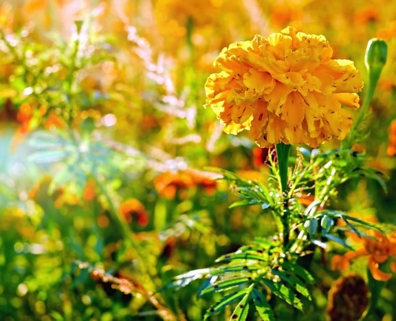 ธรรมชาติ ใบ พืช ดอกไม้ พืช ดอกไม้ ดาวเรือง ฤดูร้อน สวน หญ้า ฟิลด์