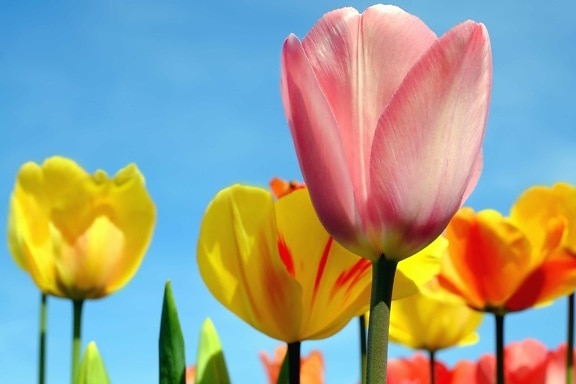 Natura, Tulipan, kwiat, roślin, kwiat, flora, liść, ogród, słońce, Płatek
