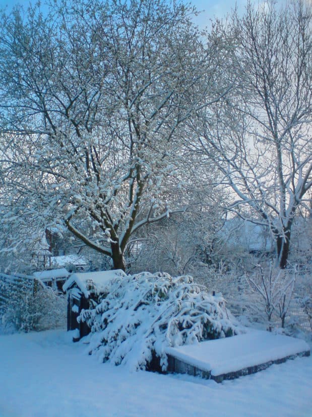 zima, sníh, mráz, studené, zmrazené, LED, venkovní, strom, sněhová bouře, zimní