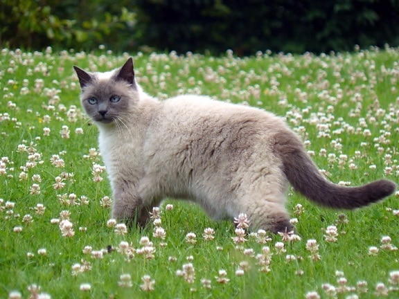 трава, природи, милий, відкритий, тварина, кішка, трава, котячих, кошеня