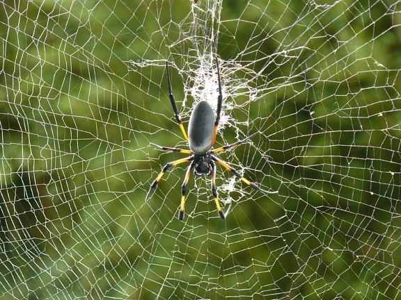 örümcek, spiderweb, tuzak, örümcek ağı, böcek, tehlike, fobi