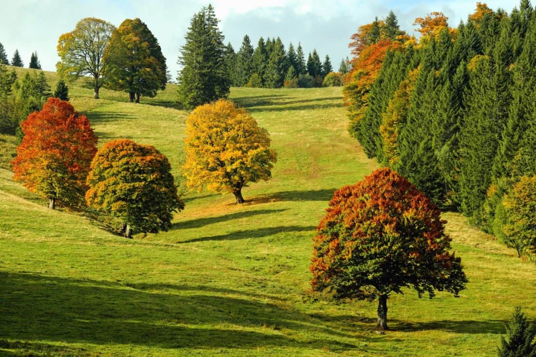 木、風景、自然、葉、丘、フィールド、草、秋