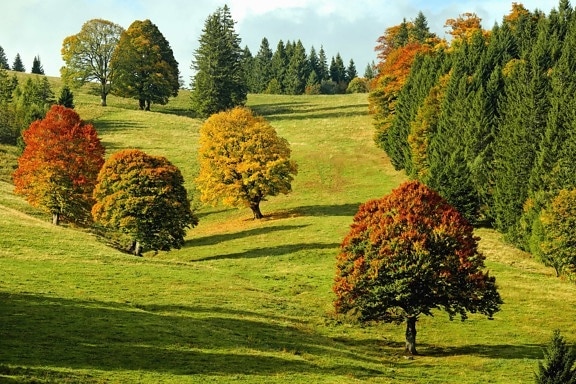 pohon, pemandangan, alam, daun, bukit, Lapangan, rumput, musim gugur