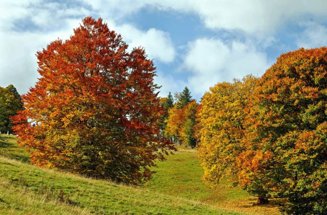 лист, дерево, ландшафт, дерево, природа, осень, небо, завод, трава