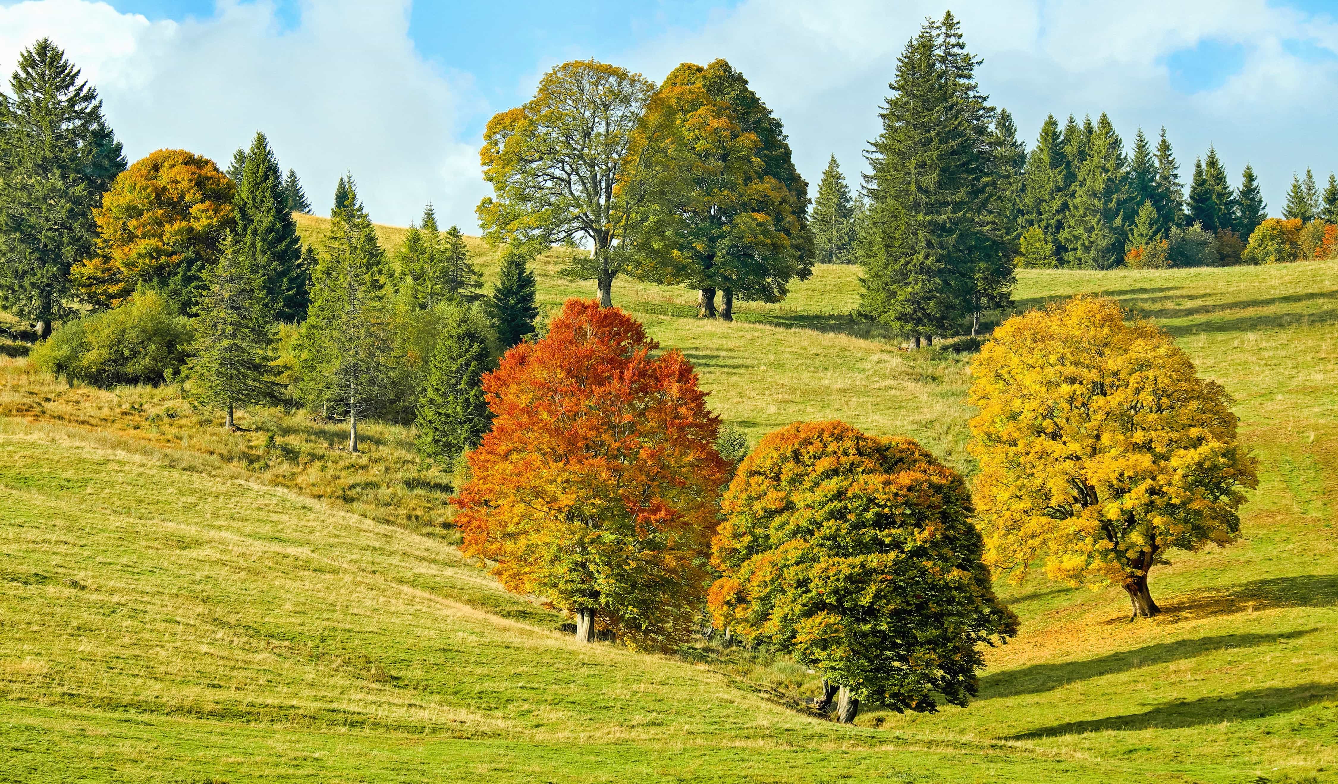 В каких лесах европы деревья сбрасывают листву - фото