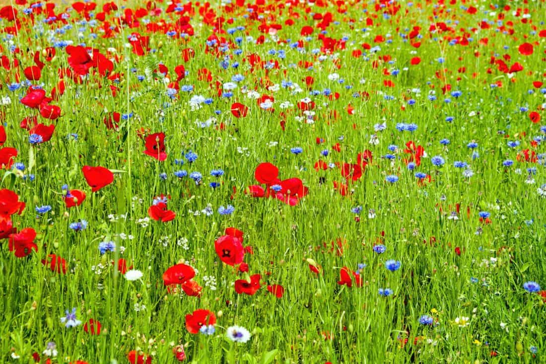 field, grass, flower, poppy, summer, rural, nature, flora, lawn, garden, wildflower, petal