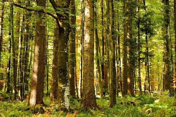 legno, albero, foglie, natura, foglia, paesaggio, betulla, foresta