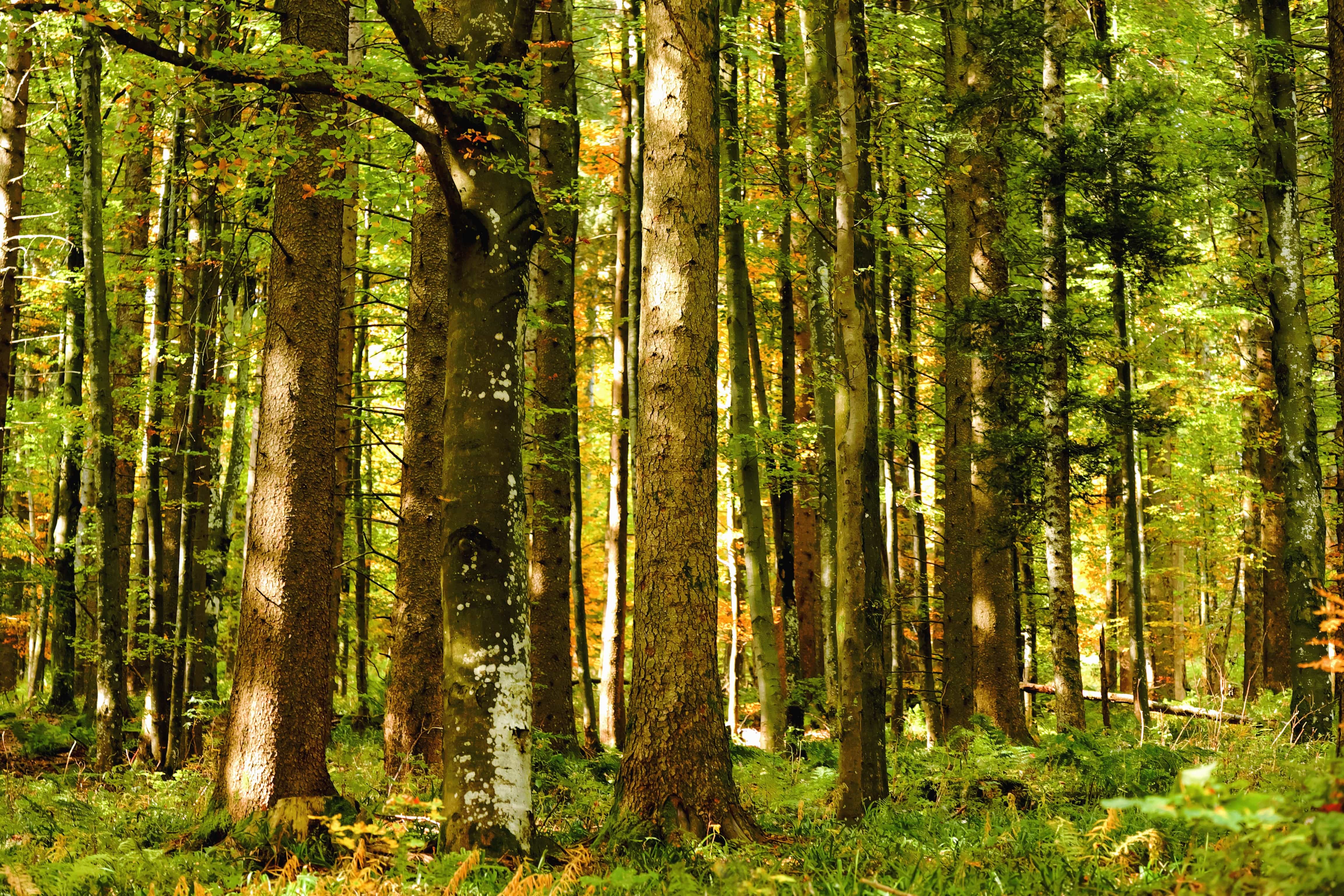 Лесной это. Хвойный лес Удмуртии. Дерево Удмуртия лес. Смешанный лес Удмуртии. Сопохский Бор.