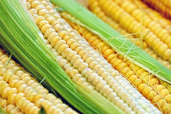 maïs, granen, macro, landbouw, plantaardige, organische
