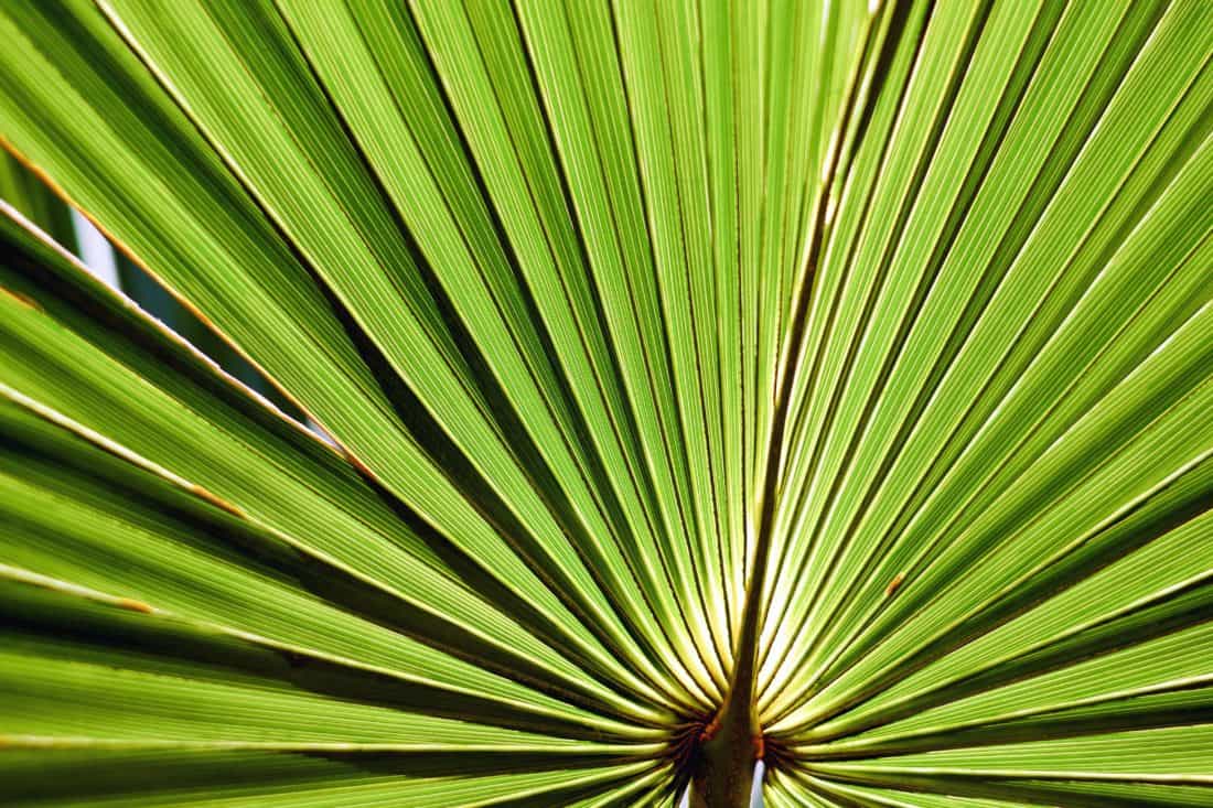 листя palm літо, флора, природа, екзотичні, завод