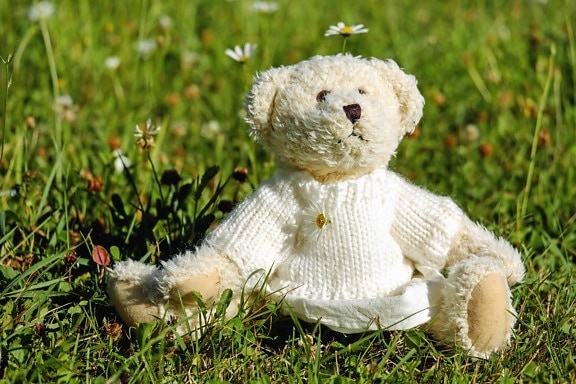 草, 田野, 自然, 可爱, 泰迪熊, 玩具, 户外, 植物