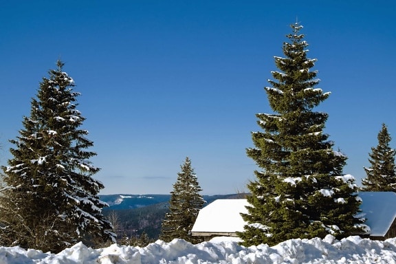 sneeuw, winter, boom, evergreen, koude, conifer, vorst, dag, hemel