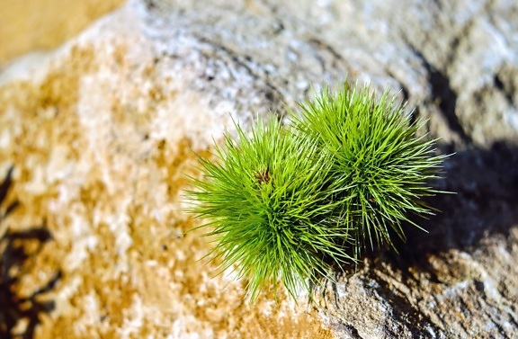 grass, plant, green leaves, rocks, nature, stone, moss