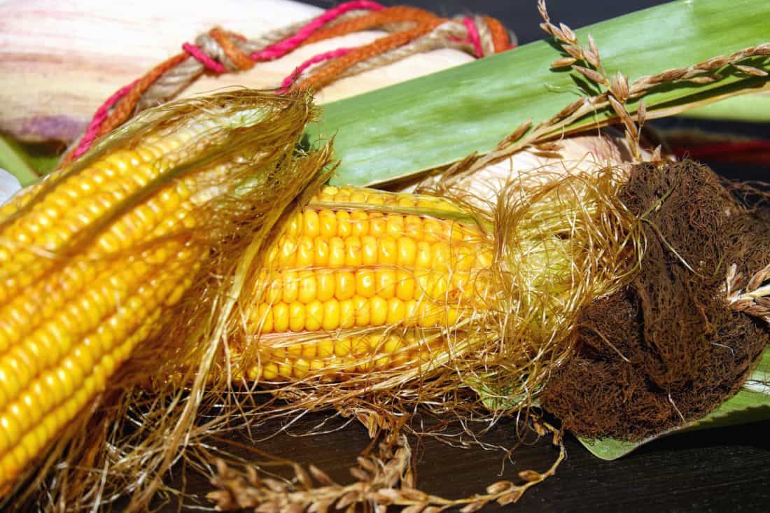 кукуруза, еда, початка, зерновых, овощных