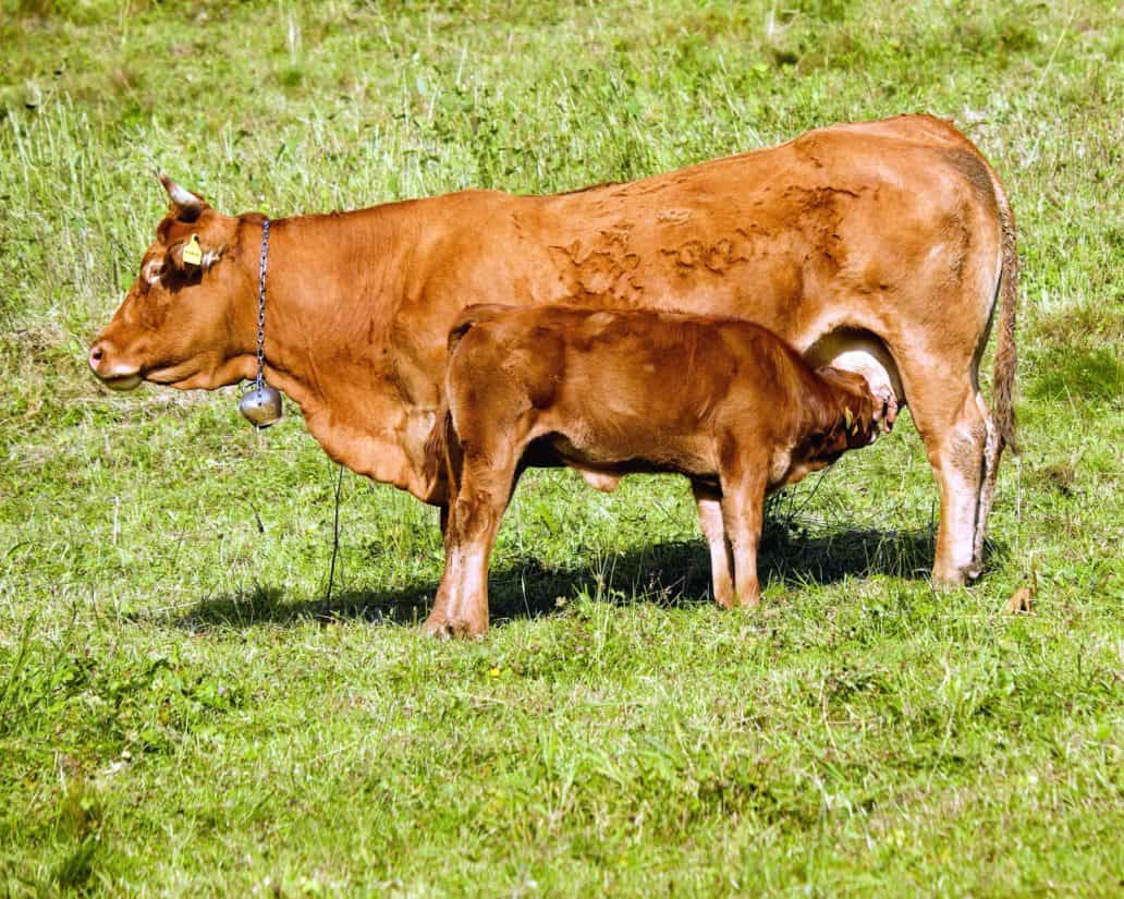 Корова, ферми, сільського господарства, тваринництва, трава, великої рогатої худоби, поле