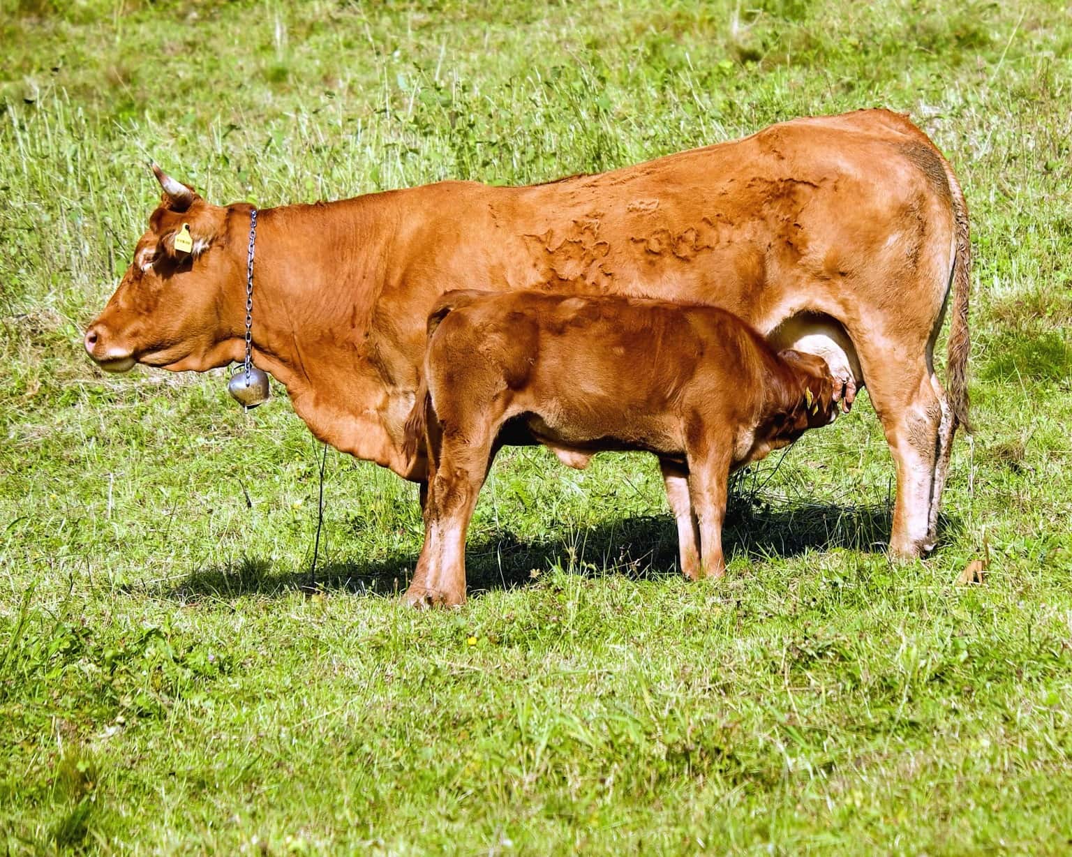 Free picture: cow, farm, agriculture, livestock, grass, cattle, field