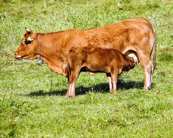 крава, ферма, земеделие, животновъдство, трева, едър рогат добитък, поле