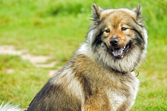 dog, shepherd dog, canine, animal, green grass, pet, fur, outdoor