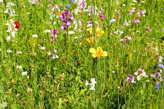 цвете, природа, трева, лято, флора, поле, растение, билка, ливада